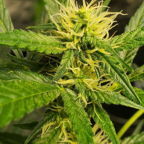 Critical Kush Auto growlog timeline photo