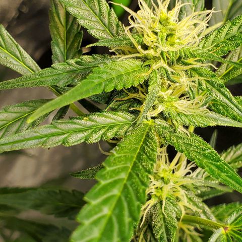 Critical Kush Auto growlog timeline photo