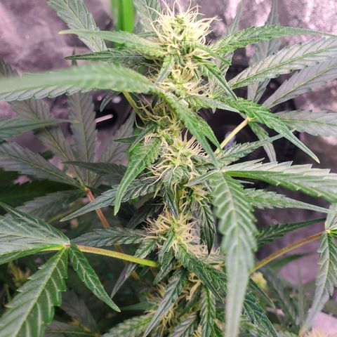 Critical Kush Auto growlog timeline photo