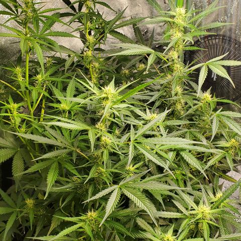 Critical Kush Auto growlog timeline photo