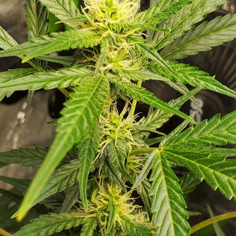 Critical Kush Auto growlog timeline photo