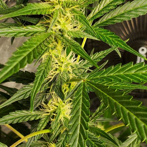 Critical Kush Auto growlog timeline photo