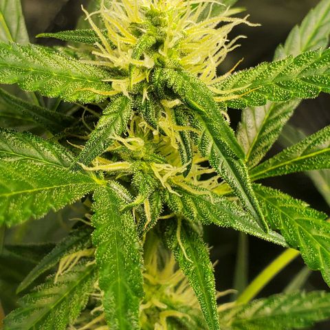 Critical Kush Auto growlog timeline photo
