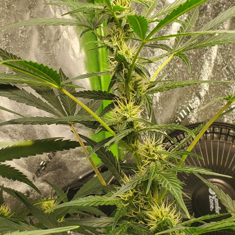 Critical Kush Auto growlog timeline photo