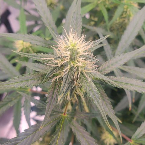 Critical Kush Auto growlog timeline photo