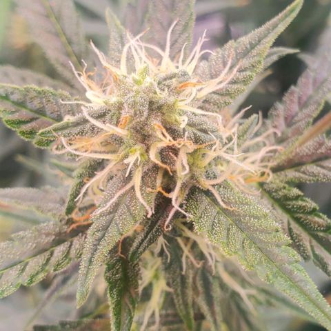 Critical Kush Auto growlog timeline photo