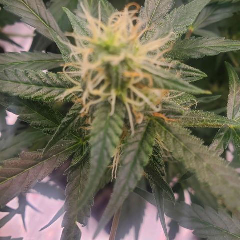 Critical Kush Auto growlog timeline photo