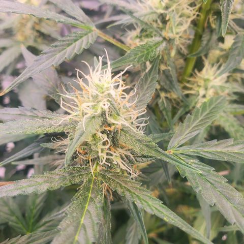 Critical Kush Auto growlog timeline photo
