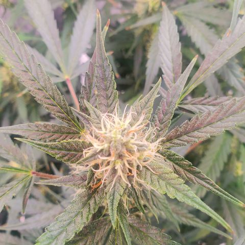 Critical Kush Auto growlog timeline photo