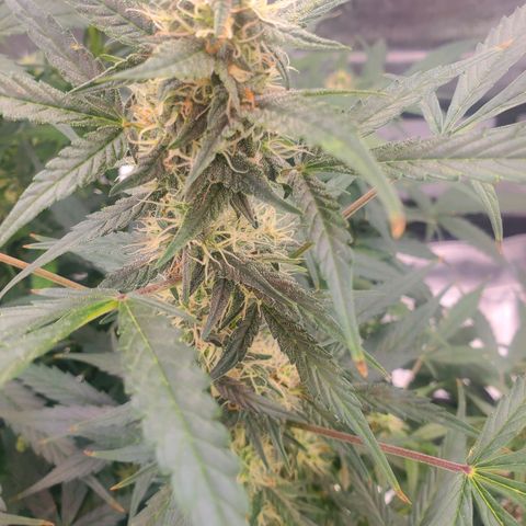 Critical Kush Auto growlog timeline photo