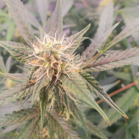 Critical Kush Auto growlog timeline photo