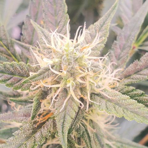 Critical Kush Auto growlog timeline photo