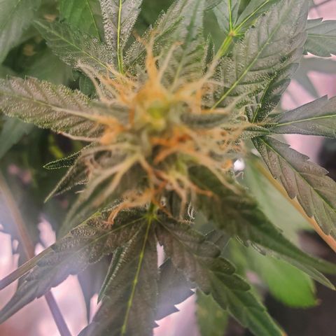 Critical Kush Auto growlog timeline photo