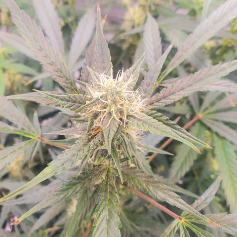 Critical Kush Auto growlog timeline photo