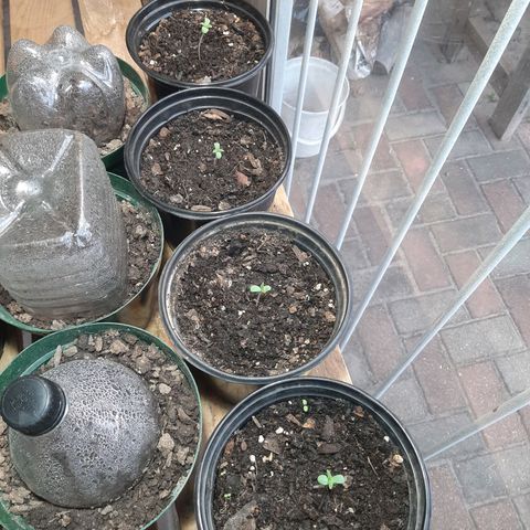 Banana sundae  #1 growlog timeline photo