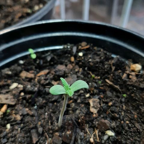 Banana sundae  #1 growlog timeline photo