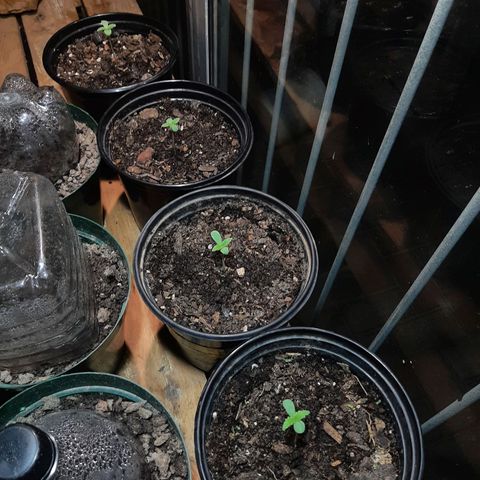 Banana sundae  #1 growlog timeline photo