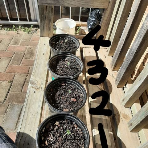 Banana sundae  #1 growlog timeline photo