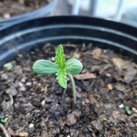 Banana sundae  #1 growlog timeline photo