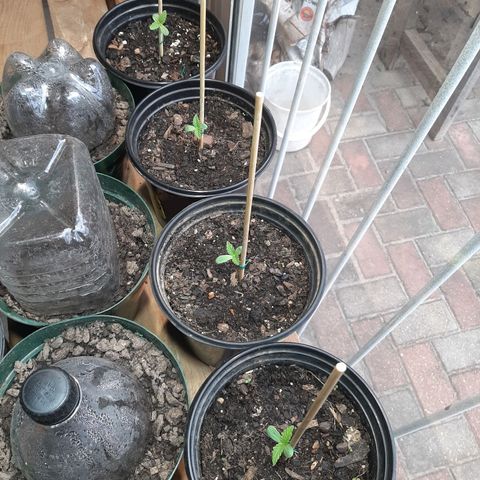Banana sundae  #1 growlog timeline photo