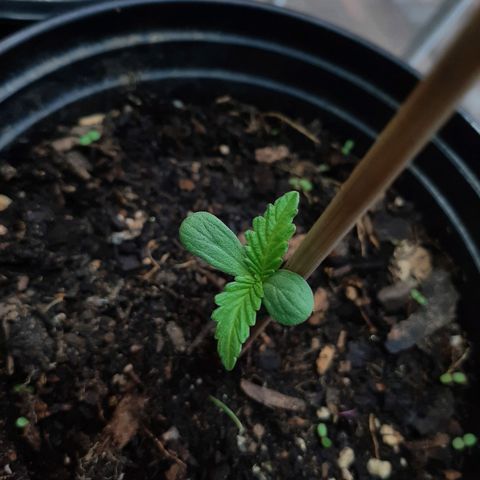 Banana sundae  #1 growlog timeline photo