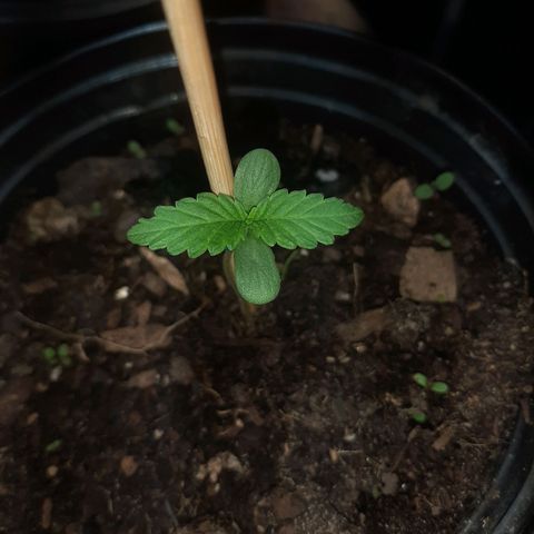 Banana sundae  #1 growlog timeline photo