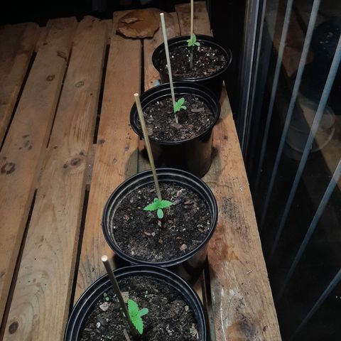 Banana sundae  #1 growlog timeline photo