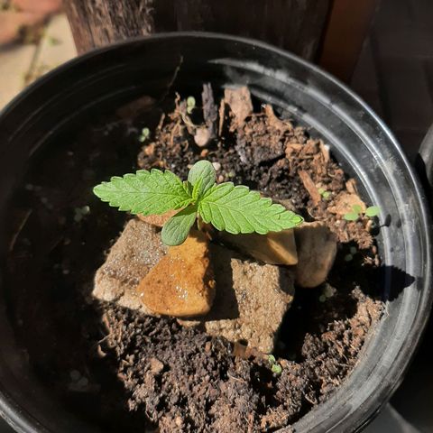 Banana sundae  #1 growlog timeline photo