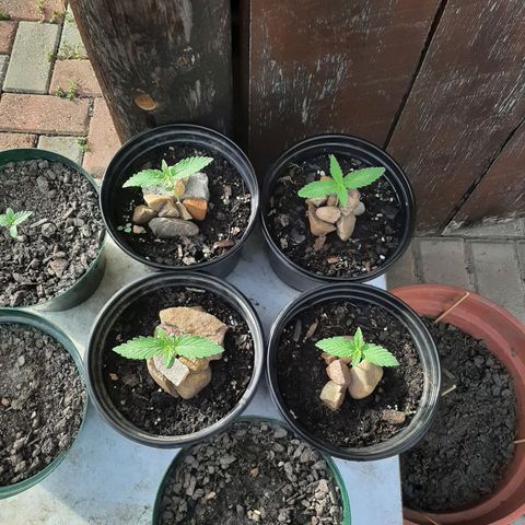 Banana sundae  #1 growlog timeline photo