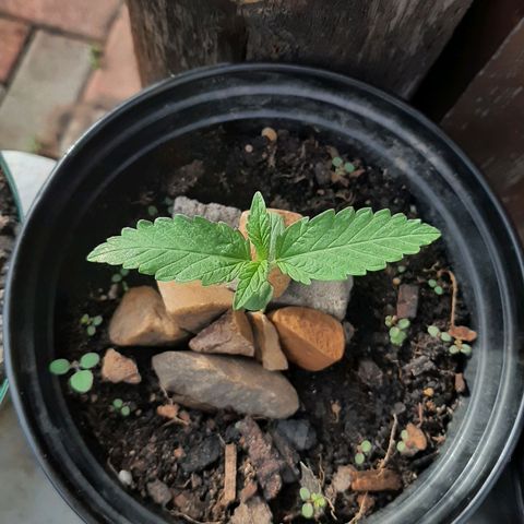 Banana sundae  #1 growlog timeline photo