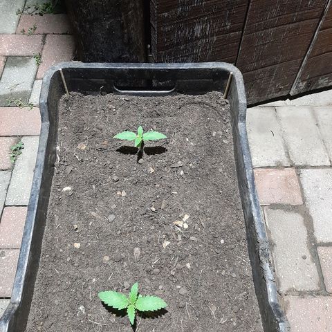 Banana sundae  #1 growlog photo: Transplanted to final pot