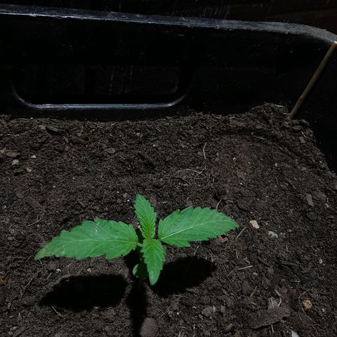 Banana sundae  #1 growlog photo: Transplanted to final pot