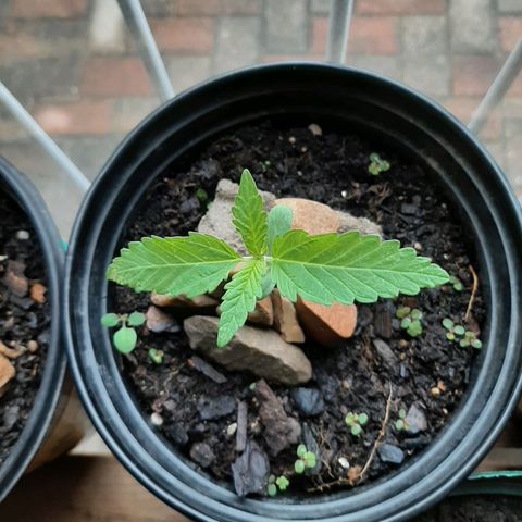 Banana sundae  #1 growlog photo: Transplanted to final pot