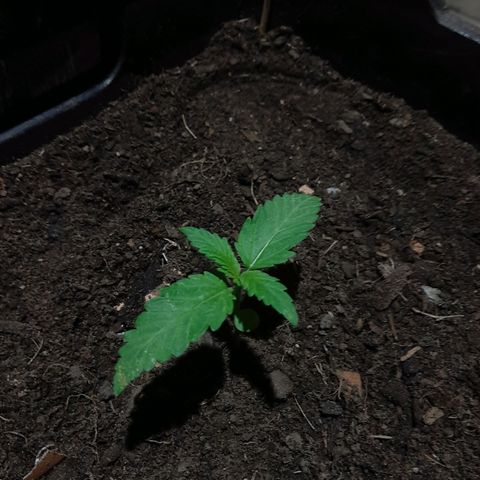Banana sundae  #1 growlog photo: Transplanted to final pot