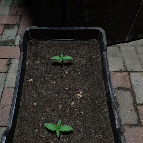 Banana sundae  #1 growlog photo: Transplanted to final pot