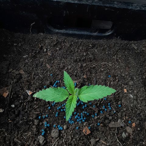 Banana sundae  #1 growlog photo: Snail bait added 