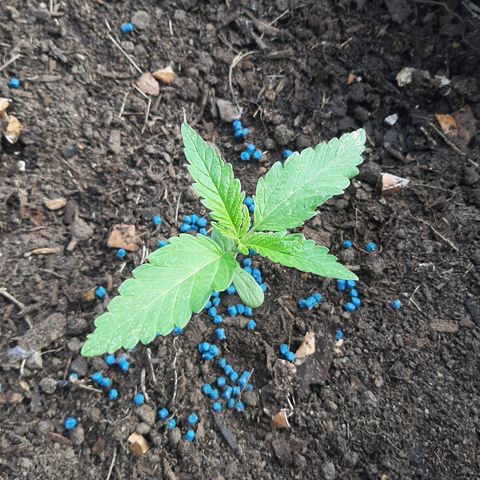 Banana sundae  #1 growlog photo: Snail bait added 