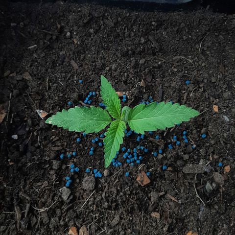 Banana sundae  #1 growlog photo: Snail bait added 