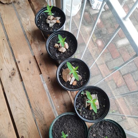 Banana sundae  #1 growlog photo: Transplanted to final pot