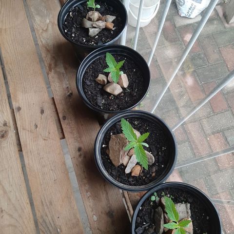 Banana sundae  #1 growlog photo: Transplanted to final pot
