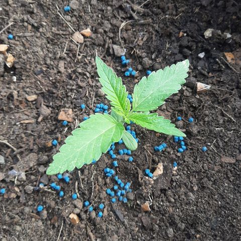 Banana sundae  #1 growlog photo: Snail bait added 