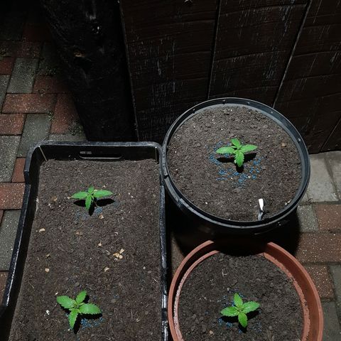 Banana sundae  #1 growlog photo: Outdoor season has passed here now where I live, so to extend the plants light cycles I use flood lights to give them the extra needed light to stay in veg