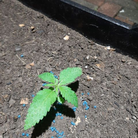 Banana sundae  #1 growlog timeline photo