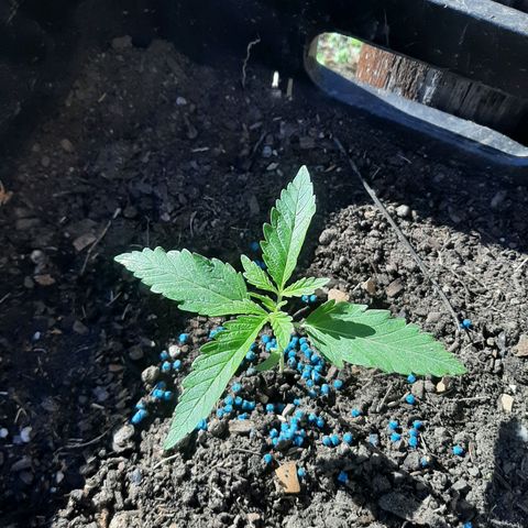 Banana sundae  #1 growlog timeline photo