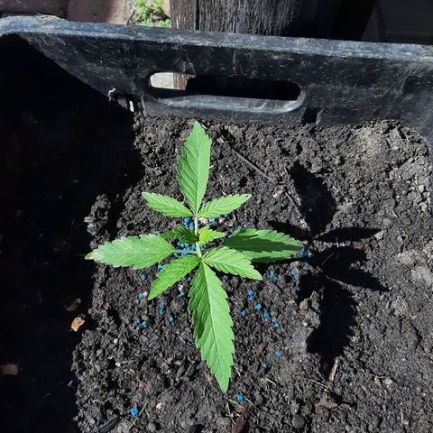 Banana sundae  #1 growlog timeline photo
