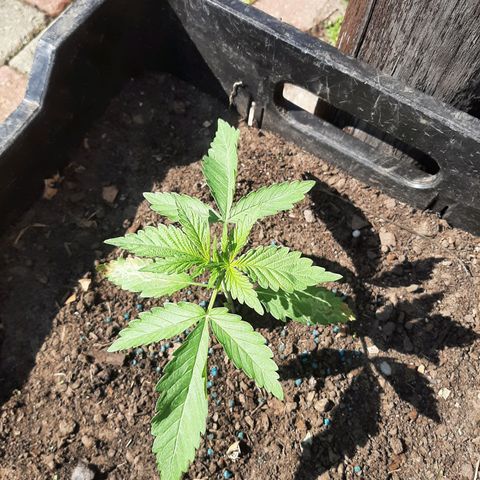 Banana sundae  #1 growlog timeline photo
