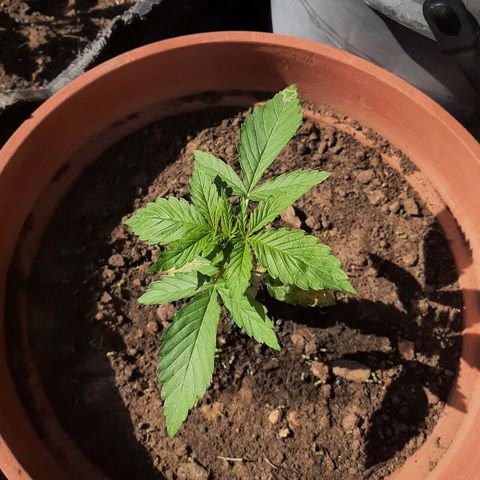 Banana sundae  #3 growlog timeline photo