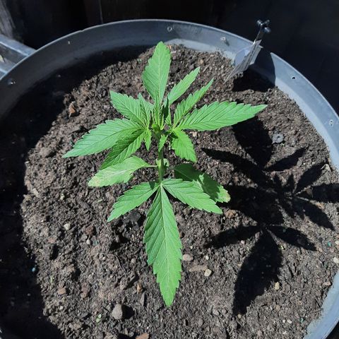 Banana sundae  #4 growlog timeline photo