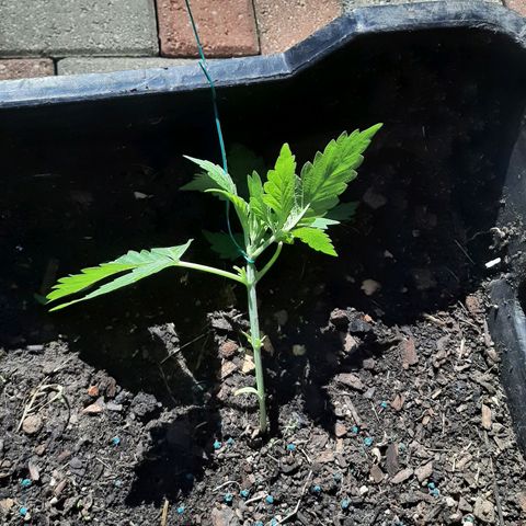 Banana sundae  #1 growlog photo: Lst