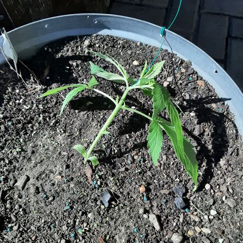 Banana sundae  #4 growlog photo: Lst
